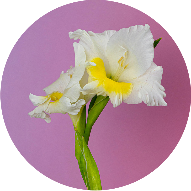 Beyond Distribution – Bespoke Solutions