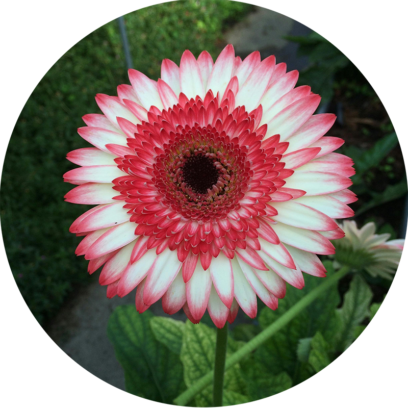 The Engine of Success